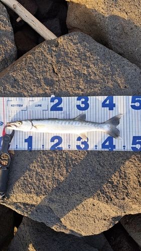ヤマトカマスの釣果