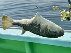 ショウサイフグの釣果