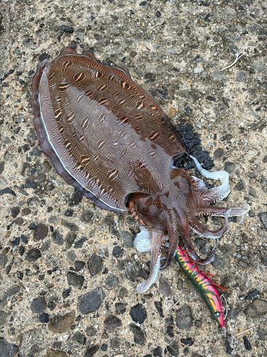 モンゴウイカの釣果