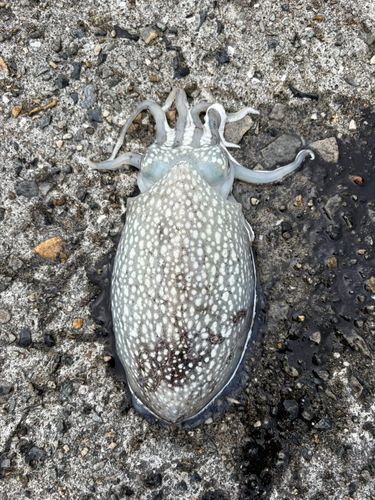 シリヤケイカの釣果
