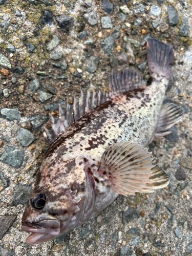 クロソイの釣果