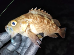 ガヤの釣果