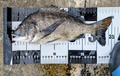 チヌの釣果