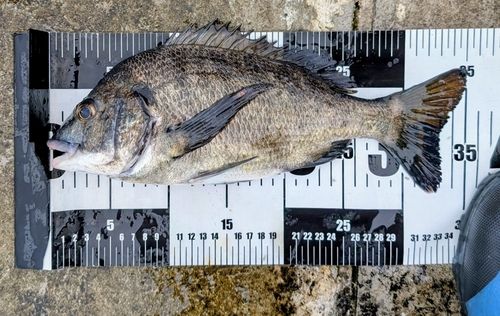 チヌの釣果