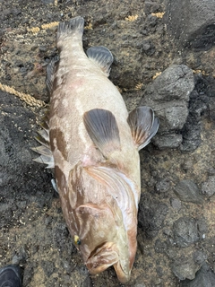 クエの釣果