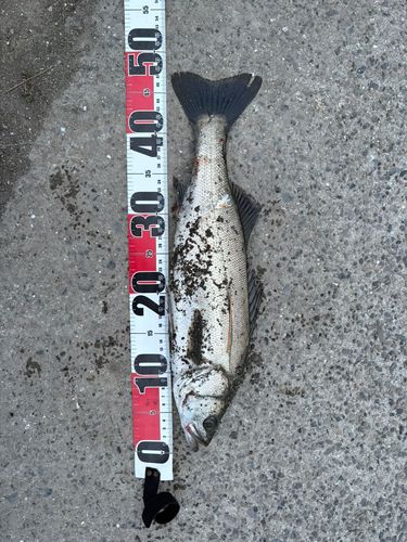 スズキの釣果