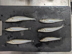 キスの釣果