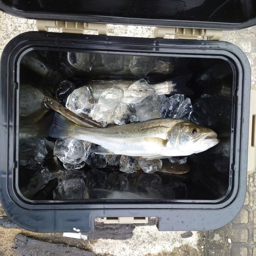 セイゴ（ヒラスズキ）の釣果
