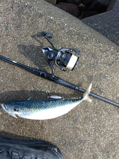 マサバの釣果