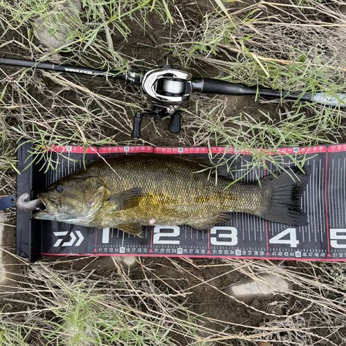 スモールマウスバスの釣果