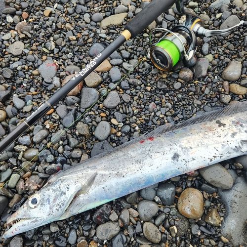 タチウオの釣果
