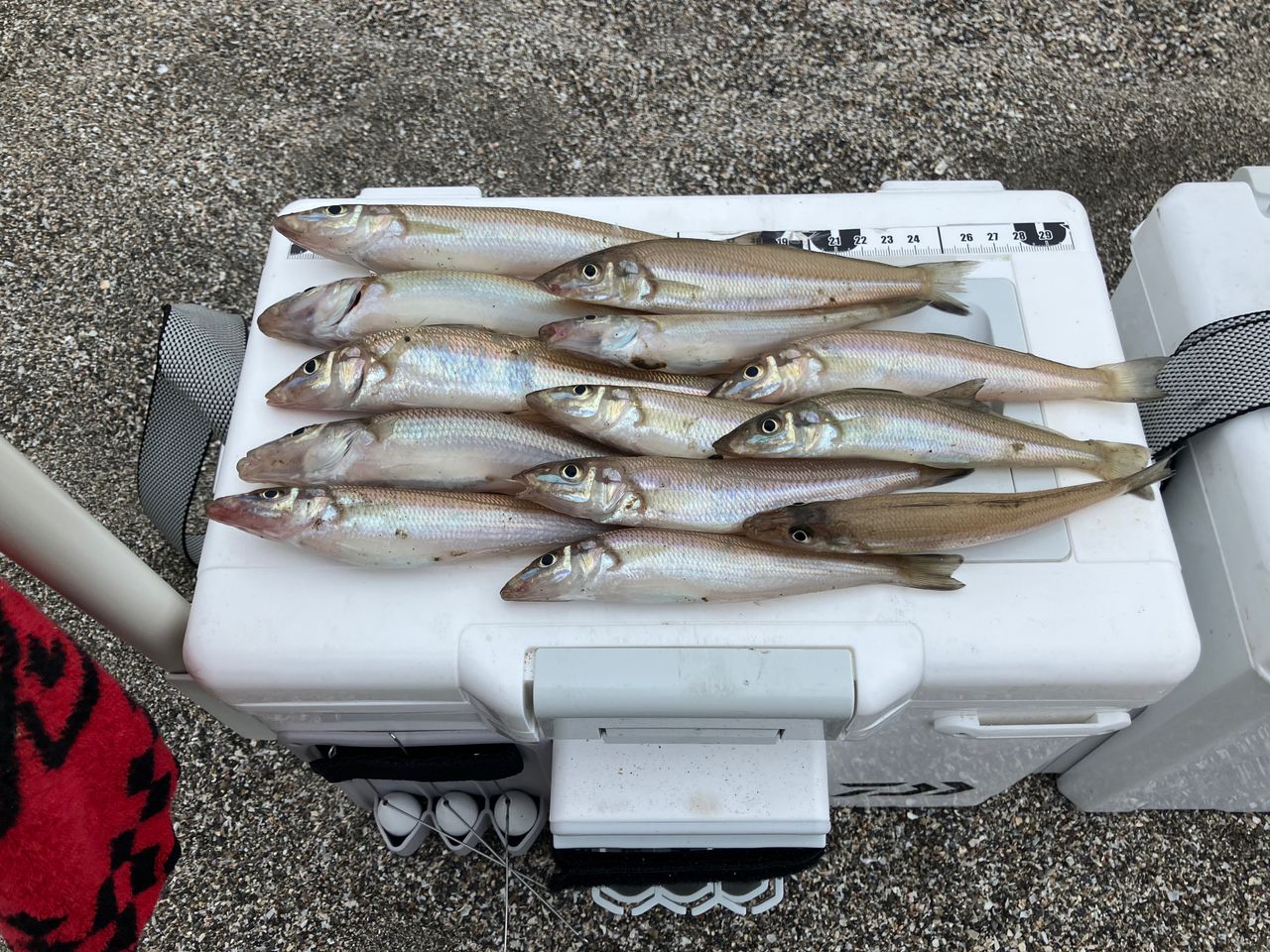 DAIWA 18スカイキャスター AGS 30号-405・Vの最安値・インプレ・釣果