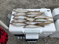 キスの釣果