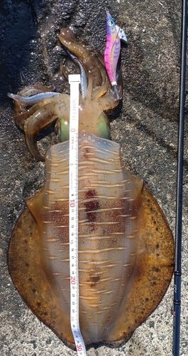 アオリイカの釣果