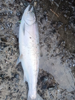 サクラマスの釣果