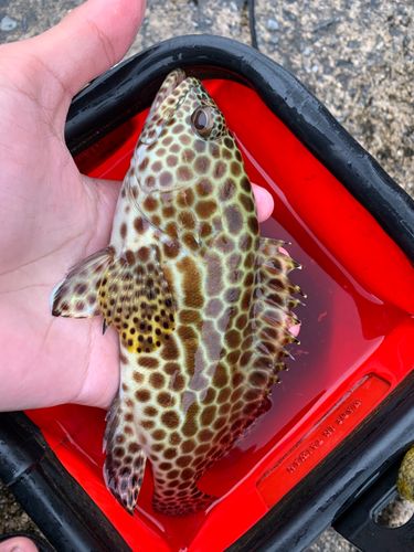 カンモンハタの釣果