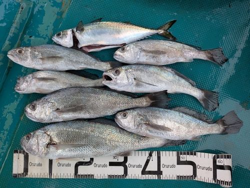 クログチの釣果