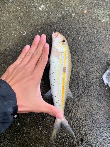 モンツキアカヒメジの釣果