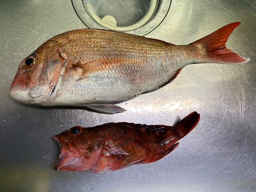 タイの釣果