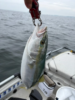 イナダの釣果
