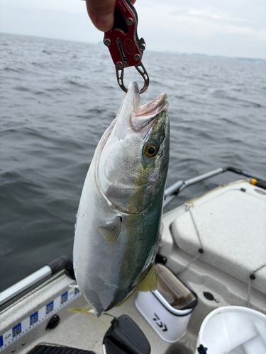 イナダの釣果