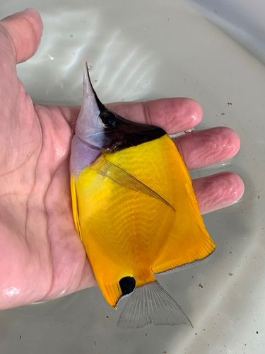 チョウチョウウオの釣果