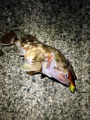 カサゴの釣果