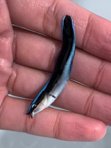 ベラの釣果
