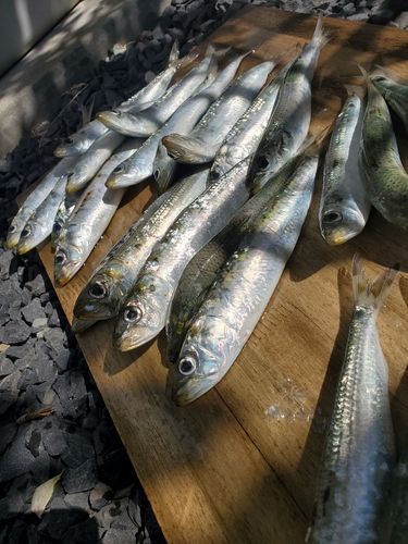 釣果