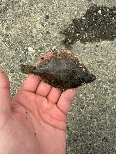 カレイの釣果