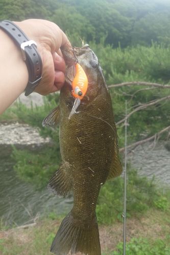 スモールマウスバスの釣果