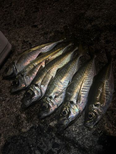 アジの釣果