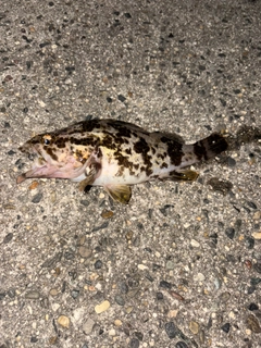 タケノコメバルの釣果