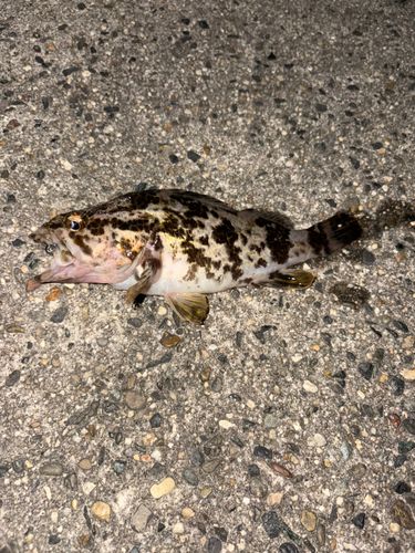 タケノコメバルの釣果