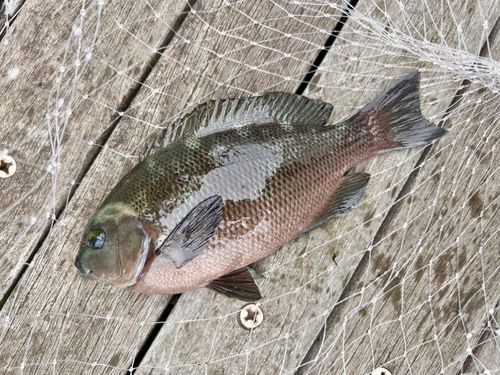 メジナの釣果