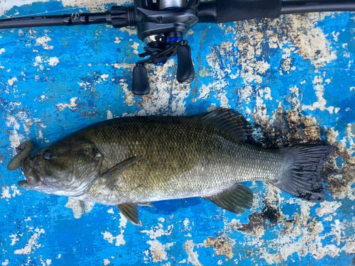 スモールマウスバスの釣果