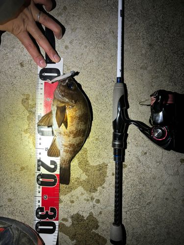 シロメバルの釣果