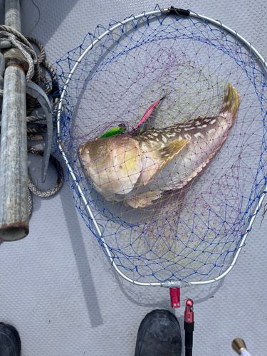 ミシマオコゼの釣果