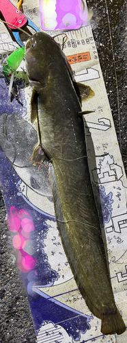 マナマズの釣果