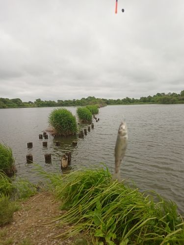 ウグイの釣果
