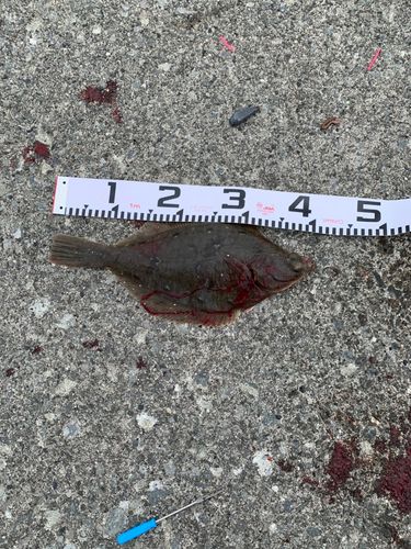 マガレイの釣果