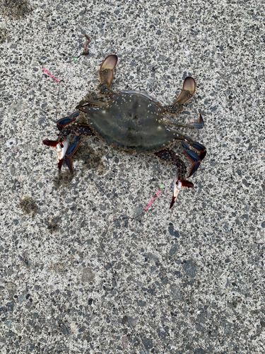 カニの釣果