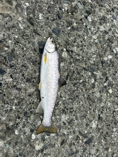アメマスの釣果