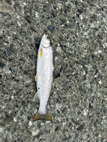 アメマスの釣果