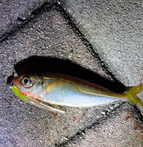 マアジの釣果
