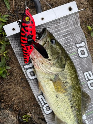 ブラックバスの釣果