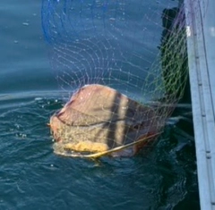 アカエイの釣果