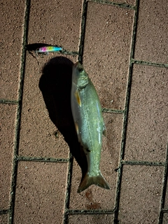 ウグイの釣果