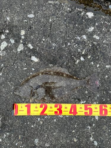 ヒラメの釣果