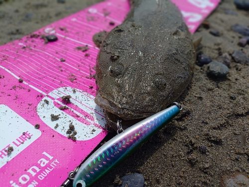 マゴチの釣果